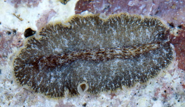 Pseudobiceros murinus